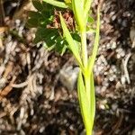 Gentianopsis ciliata Leaf
