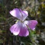 Dianthus sylvestris Цвят