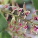 Bulbophyllum resupinatum Kwiat