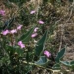 Phlox nana 整株植物