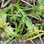 Pteranthus dichotomus Habit