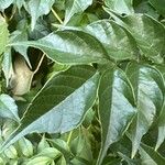 Campsis radicans Blatt