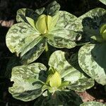 Trillium cuneatum Flower