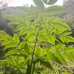 Daucus decipiens Lapas