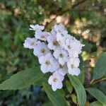 Spiraea cantoniensis Blüte