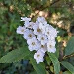 Spiraea cantoniensis Blomst