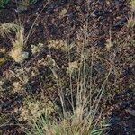 Agrostis marysae-tortiae