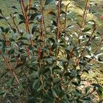 Pyracantha fortuneana Fulla