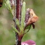 Pedicularis rostratospicata 樹皮