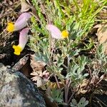 Capnoides sempervirens Leaf