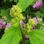 Ceanothus americanus Flower