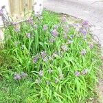 Tradescantia gigantea Hábito