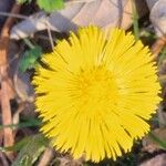 Tussilago farfaraKvet