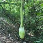 Amorphophallus titanum Folla