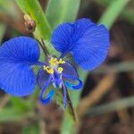 Commelina forskaolii Žiedas