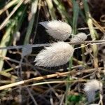 Lagurus ovatus Fruit