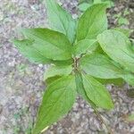 Cornus racemosa Blatt