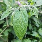 Capsicum pubescens Hoja