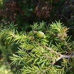 Juniperus macrocarpa Fruit