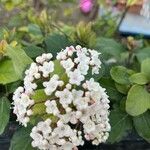 Viburnum rugosumFlower