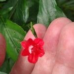 Ruellia brevifolia Flower