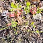 Vaccinium pallidum Flor