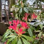 Pieris formosa Flower