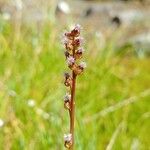 Triglochin palustris Fiore