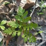 Botrychium virginianum Leaf