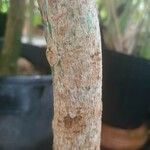 Hernandia guianensis Kora