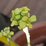 Brassica nigra Kwiat