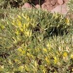 Astragalus ibrahimianus Habit