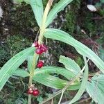 Polygonatum verticillatum ഇല