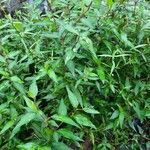 Persicaria hydropiper Blad