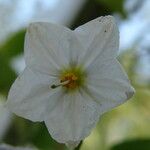 Solanum bonariense Flower