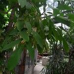 Pilocarpus pennatifolius Blad