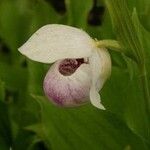 Cypripedium reginae Blomst