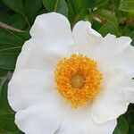 Rosa bracteata Flor