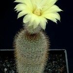 Frailea stockingeri Flor