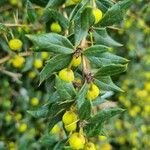 Berberis verruculosa Leaf