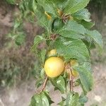 Prunus brigantina Fruit