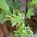 Hedera algeriensisLeaf