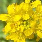 Sisymbrium austriacum Flower