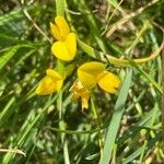 Lotus corniculatus फूल