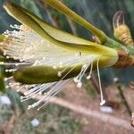 Pseudobombax ellipticum Fleur