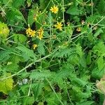 Senecio deltoideus Flor