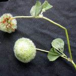 Trifolium globosum Fruct