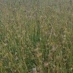 Themeda triandra Libunga