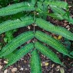 Coniogramme emeiensis Hoja
