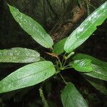 Anthurium microspadix List